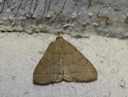 Herminia tarsipennalis